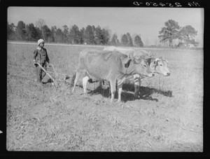 Library of Congress Oxen Team