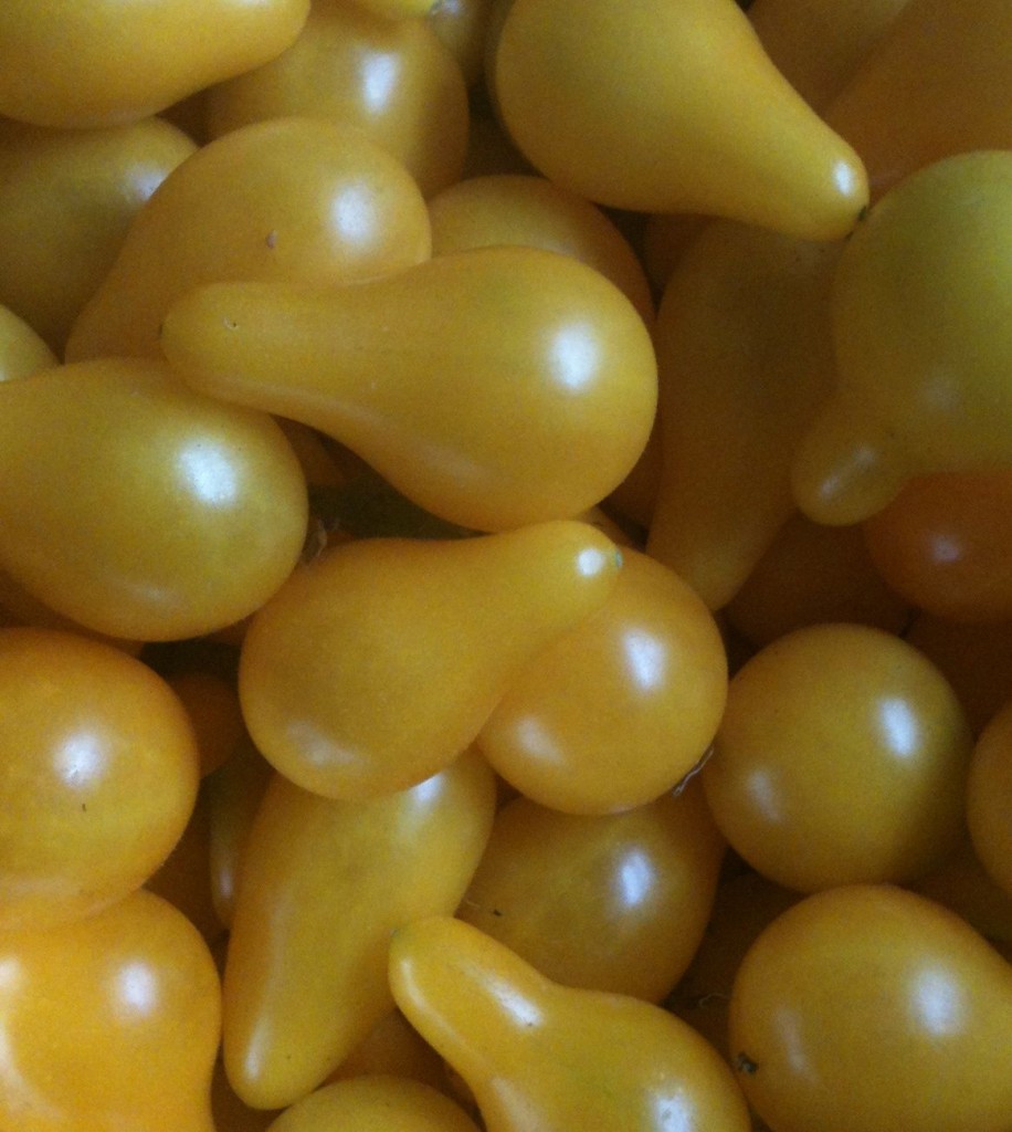 heirloom yellow pear tomatoes